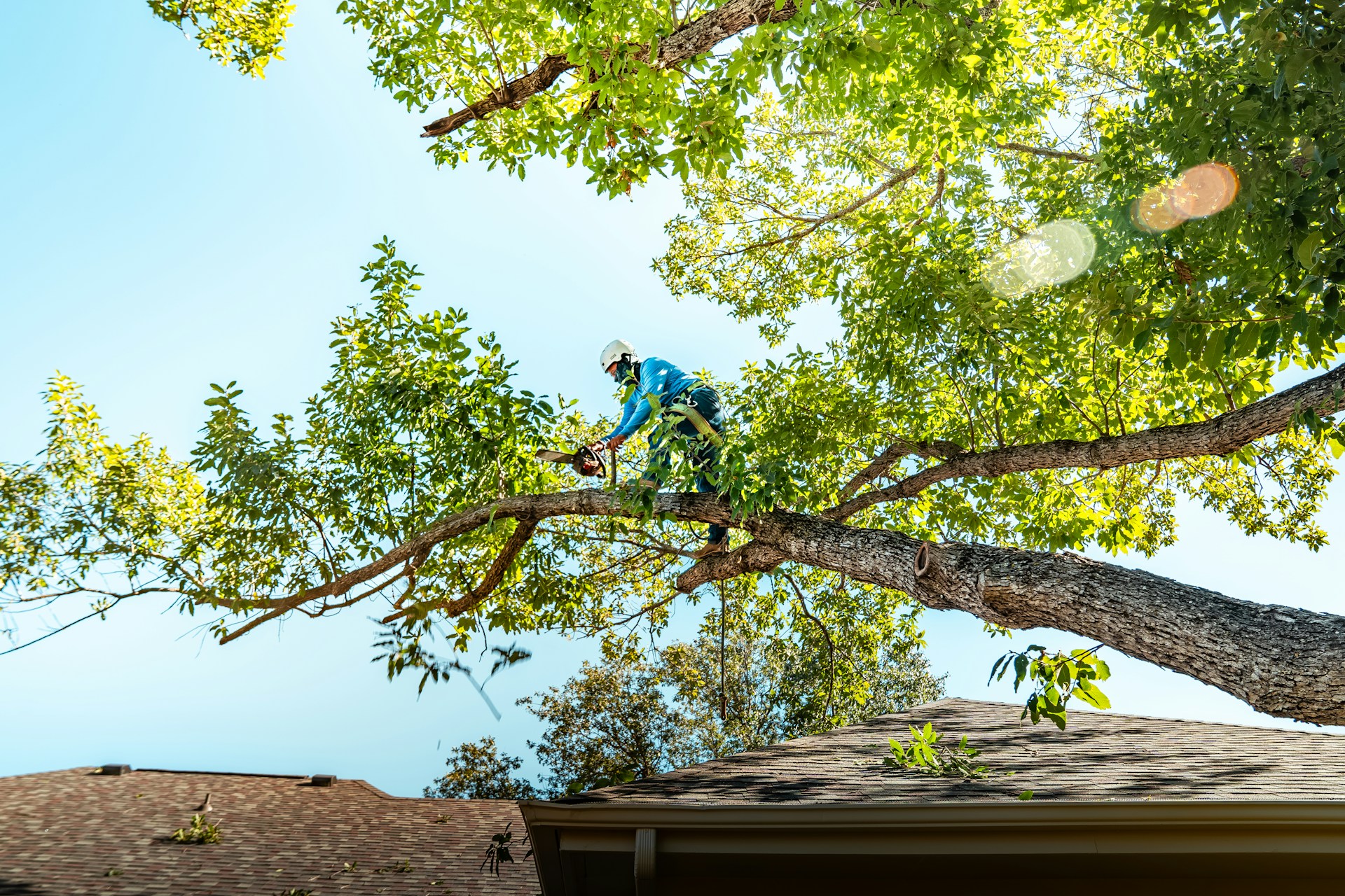 How to Prune Fruit Trees for Maximum Fruit Production